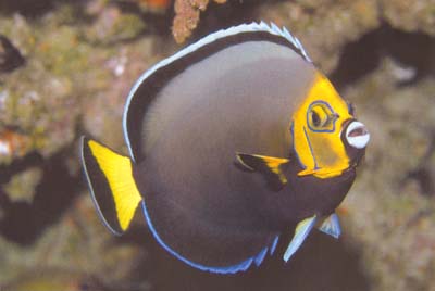 RAREst fish in your sps tank [Archive] - Reef Central Online Community